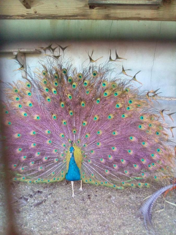 Tegueste Casita Entre Vinedos, Experiencia Rural, Ideal Ninos. מראה חיצוני תמונה