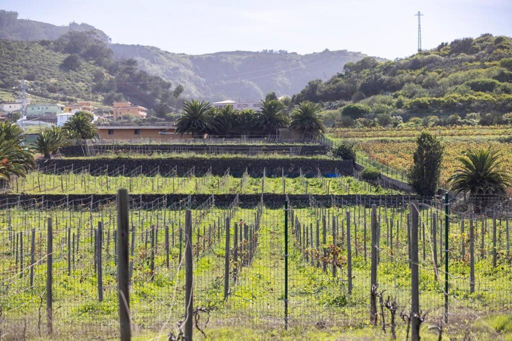 Tegueste Casita Entre Vinedos, Experiencia Rural, Ideal Ninos. מראה חיצוני תמונה